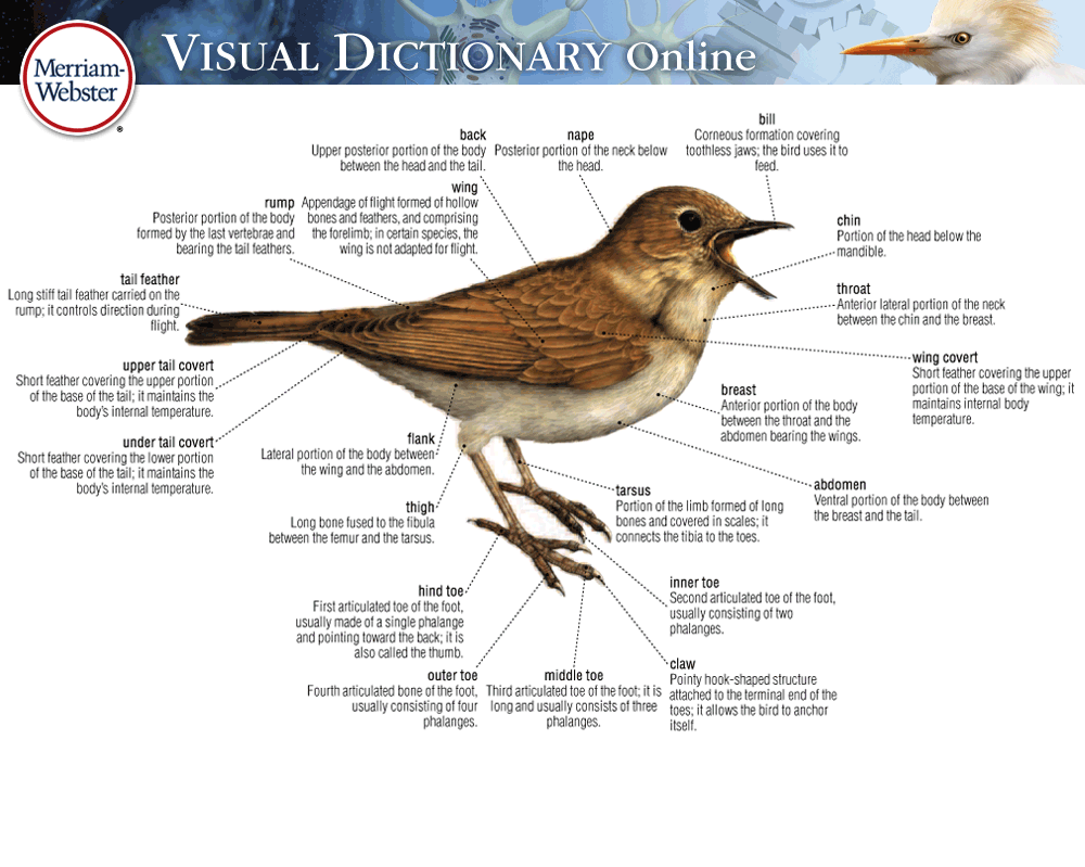 About The Visual Overview Visual Dictionary Online
