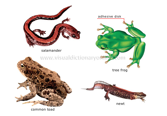 ANIMAL KINGDOM :: AMPHIBIANS :: EXAMPLES OF AMPHIBIANS [2] image - Visual  Dictionary Online