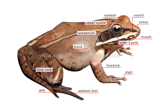 morphology of a frog