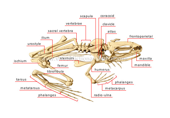 ANIMAL KINGDOM :: AMPHIBIANS :: FROG :: SKELETON OF A FROG image