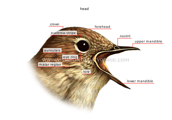 morphology of a bird [2]