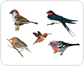 examples of birds [1]