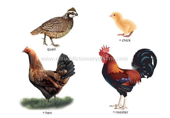 ANIMAL KINGDOM :: BIRDS :: EXAMPLES OF BIRDS [10] image - Visual Dictionary  Online