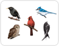 examples of birds [3]
