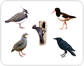 examples of birds [4]