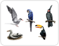 examples of birds [5]