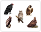 examples of birds [6]