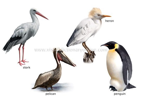 ANIMAL KINGDOM :: BIRDS :: EXAMPLES OF BIRDS [7] image - Visual Dictionary  Online