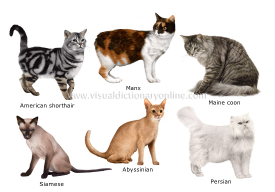 cat breeds - Visual Dictionary Online cat breeds - Visual Dictionary Online
