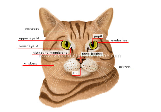 cat’s head - Visual Dictionary Online