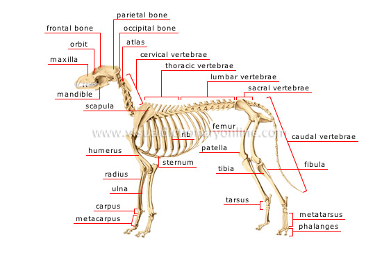 ANIMAL KINGDOM :: CARNIVOROUS MAMMALS :: DOG :: SKELETON OF A DOG image -  Visual Dictionary Online