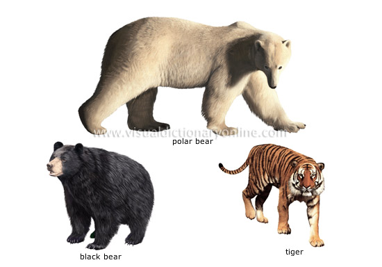 ANIMAL KINGDOM :: CARNIVOROUS MAMMALS :: EXAMPLES OF CARNIVOROUS MAMMALS  [1] image - Visual Dictionary Online