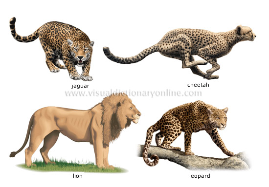 examples-carnivorous-mammals_2.jpg