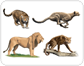 examples of carnivorous mammals