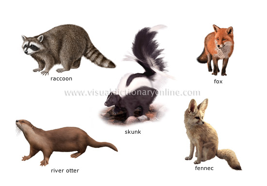 ANIMAL KINGDOM :: CARNIVOROUS MAMMALS :: EXAMPLES OF CARNIVOROUS MAMMALS  [4] image - Visual Dictionary Online
