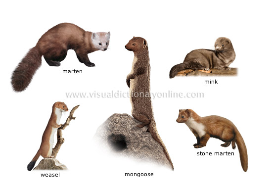 examples of carnivorous mammals [5]