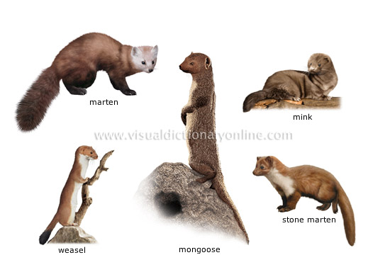 ANIMAL KINGDOM :: CARNIVOROUS MAMMALS :: EXAMPLES OF CARNIVOROUS