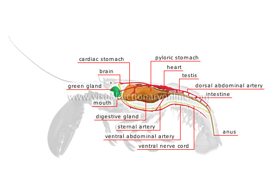 anatomy of a lobster