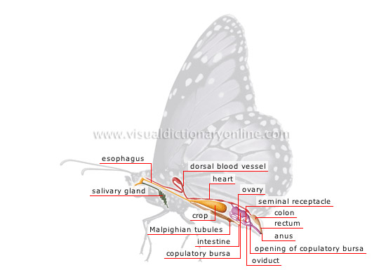 ANIMAL KINGDOM :: INSECTS AND ARACHNIDS :: BUTTERFLY :: ANATOMY OF A