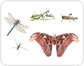 examples of insects [1]