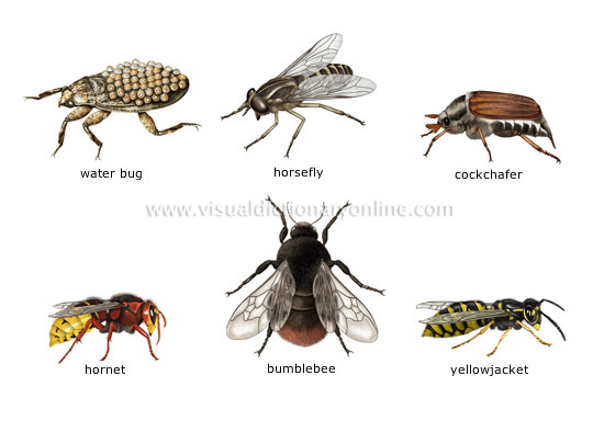 ANIMAL KINGDOM :: INSECTS AND ARACHNIDS :: EXAMPLES OF INSECTS [3] image -  Visual Dictionary Online
