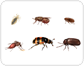 examples of insects [5]
