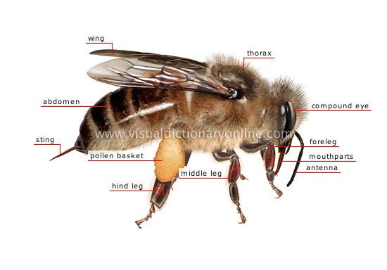 morphology of a honeybee: worker [1]