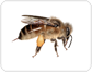 morphology of a honeybee: worker [1]