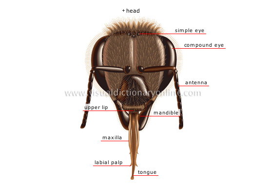 morphology of a honeybee: worker [3]