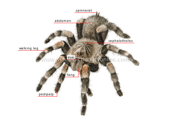 morphology of a spider - Visual Dictionary Online