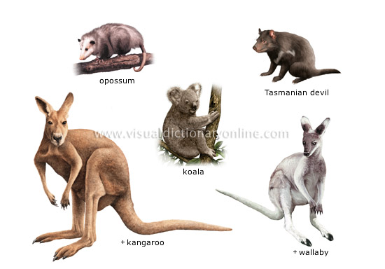 ANIMAL KINGDOM :: MARSUPIAL MAMMALS :: EXAMPLES OF MARSUPIALS image -  Visual Dictionary Online
