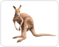 morphology of a kangaroo
