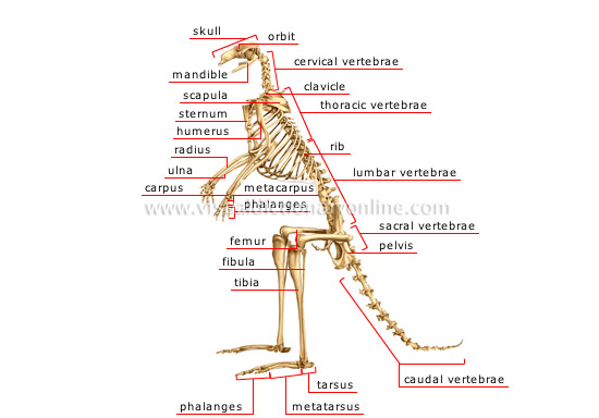 skeleton of a kangaroo