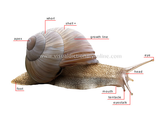 morphology of a snail - Visual Dictionary Online