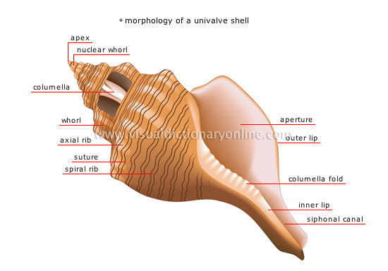 univalve shell