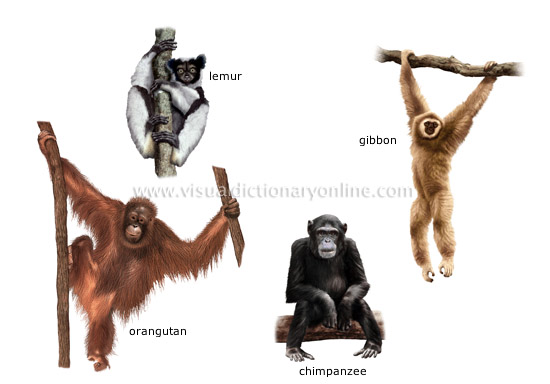 examples of primates [2] - Visual Dictionary Online