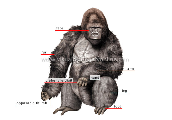 morphology of a gorilla