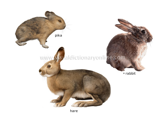 examples of lagomorphs - Visual Dictionary Online