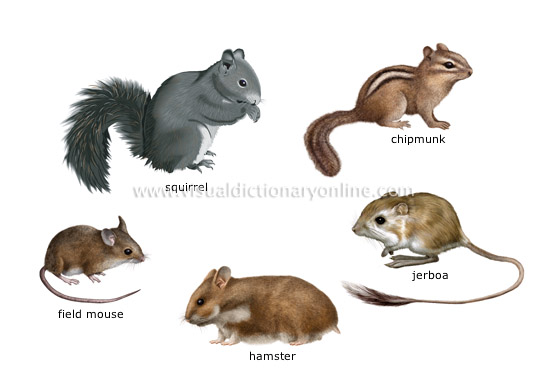 examples of rodents [1]