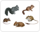 examples of rodents��[1]