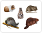 examples of rodents��[2]