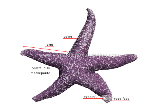 morphology of a starfish