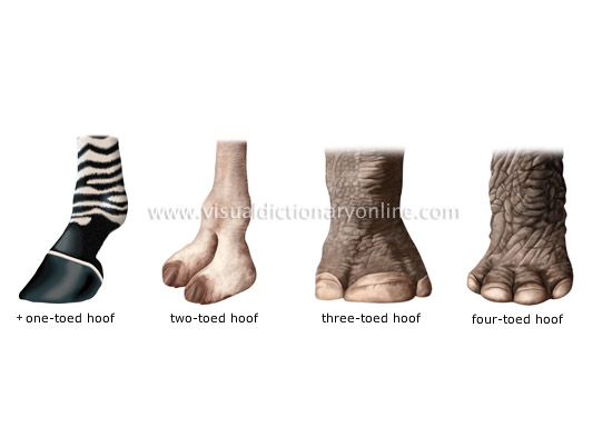 Hooves