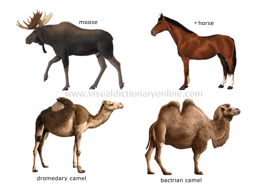 62+ Animal Kingdom Organisms Examples | Petersmini Onpage