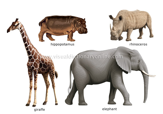 examples of ungulate mammals [6] - Visual Dictionary Online