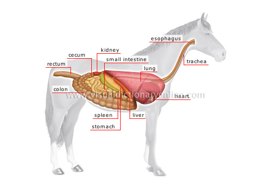 anatomy of a horse