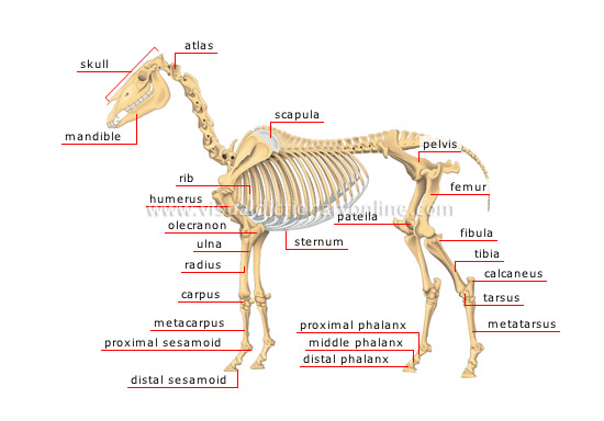 ANIMAL KINGDOM :: UNGULATE MAMMALS :: HORSE :: SKELETON OF A HORSE [1]  image - Visual Dictionary Online
