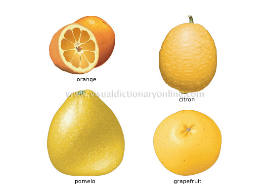 citrus fruits [2] - Visual Dictionary Online