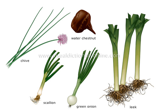 bulb vegetables [1] - Visual Dictionary Online