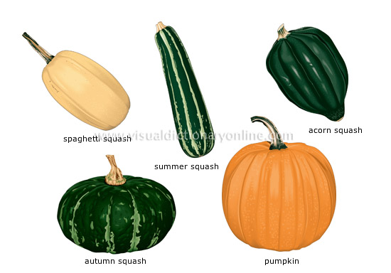 fruit vegetables [5] - Visual Dictionary Online